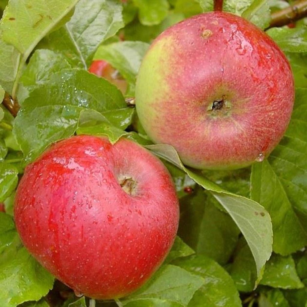 Two red apples with water droplets on them are surrounded by green leaves.