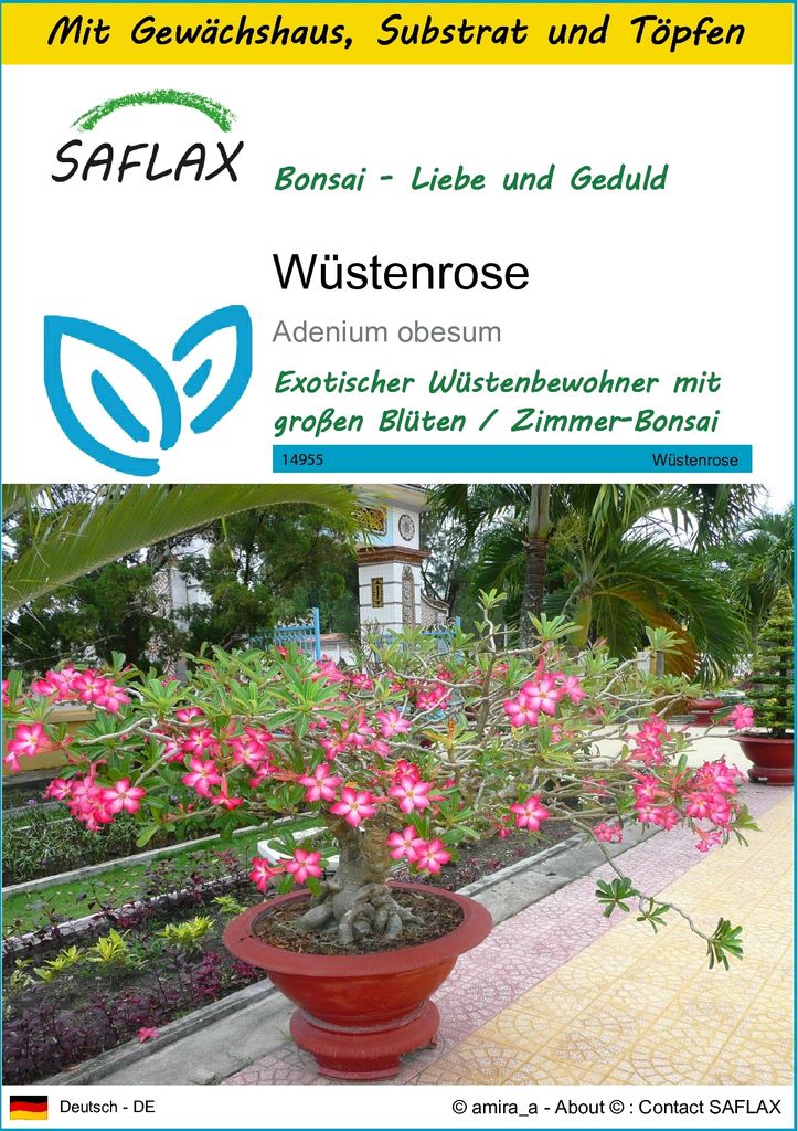 SAFLAX Anzucht Set - Wüstenrose - Adenium obesum - 8 Samen - Mit Mini-Gewächshaus, Anzuchtsubstrat und 2 Töpfen
