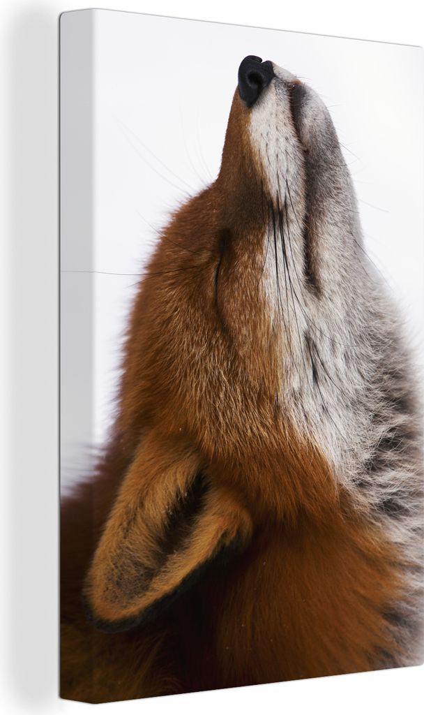 OneMillionCanvasses - Leinwandbilder - 90x140 cm, Fuchs - Nase - Weiß, Wandbilder Kunstdruck Wanddekoration - Foto auf Leinwand - Gemälde auf H...