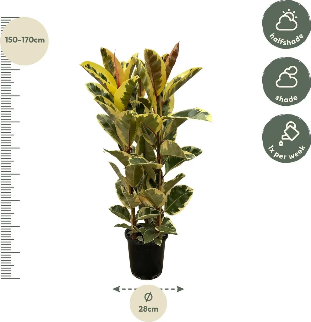 Ficus élastique panaché, grande plante d'intérieur décorative - 2