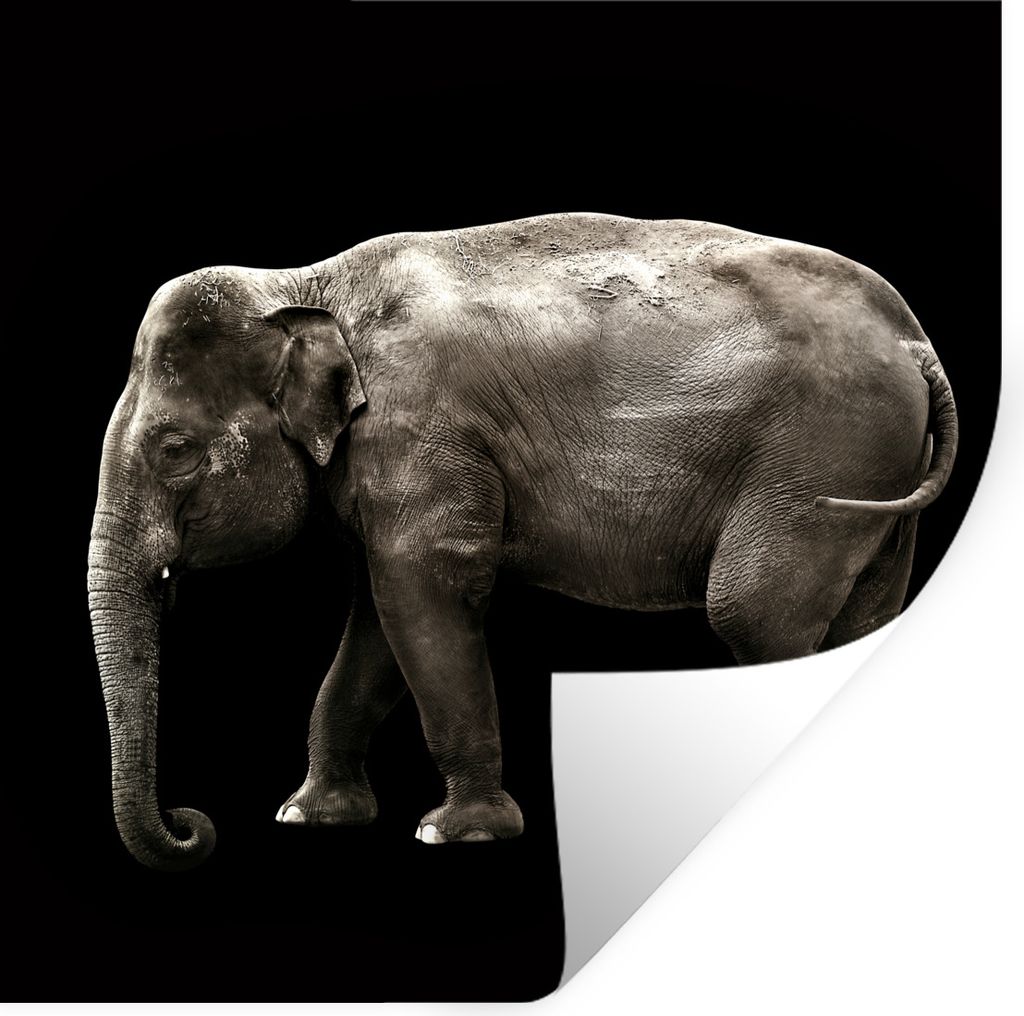 MuchoWow Wandtattoo Wandsticker Wandaufkleber Elefant - Wilde Tiere - Schwarz 50x50 cm Selbstklebend und Repositionierbar