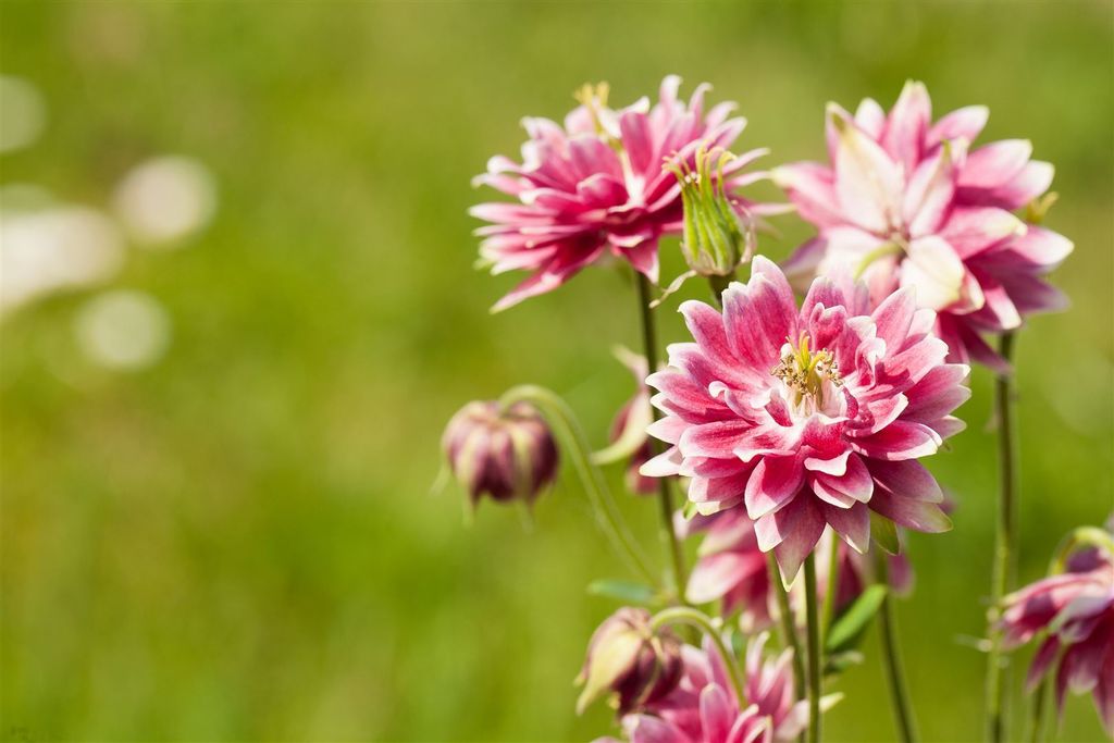 Aquilegia vulgaris 'Nora Barlow', Akelei, gefüllt, ca. 9x9 cm Topf