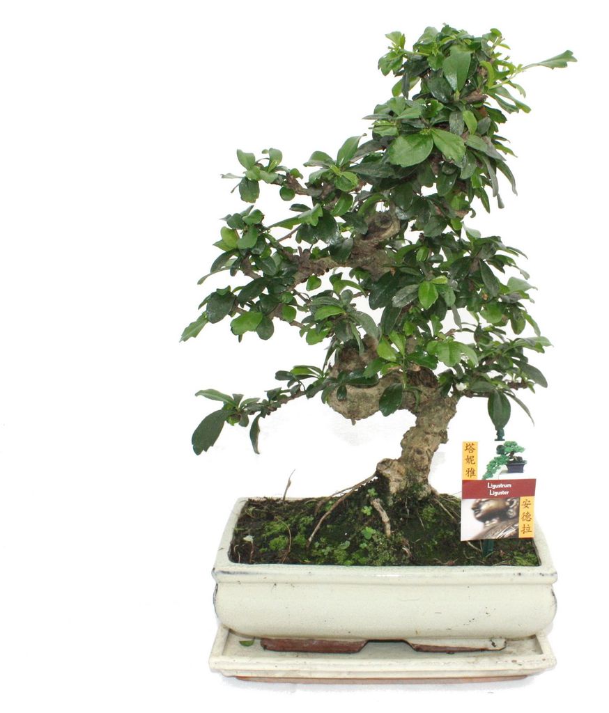 Bonsai Fukientee - Carmona microphylla - cca 10 let Obrázek produktu 