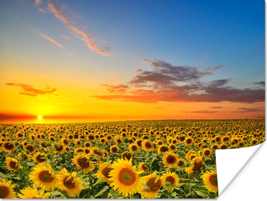 MuchoWow Poster Blumen - Sonnenblume - Sonnenuntergang - Nacht - Orange 80x60 cm - Kunst für zu Hause