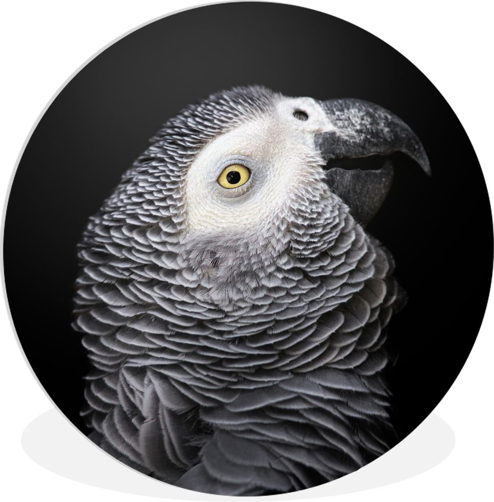 MuchoWow Rundes Wandbild - Runde Bilder Nahaufnahme Graupapagei Ø 90 cm Kreis Wanddekoration Kunststoff - Wandkreis - Wandschmuck - Wand-Kreis -...