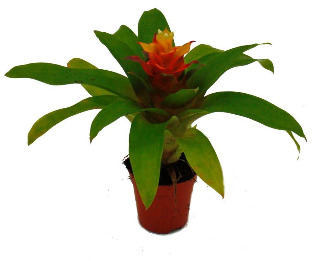 Mini-Guzmanien-Trio - Set mit 3 bunten Bromelien in 3