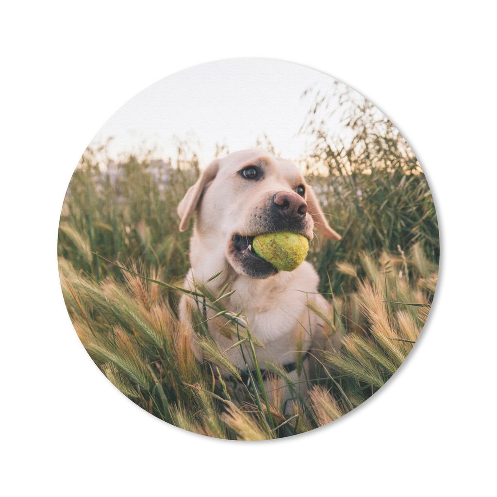 MuchoWow Mauspad Mousepad Labrador Retriever spielt mit einem Tennisball im Gras 30x30 cm - Mousepads - Maus Mat - Pad - Mausunterlage - Tischunt...