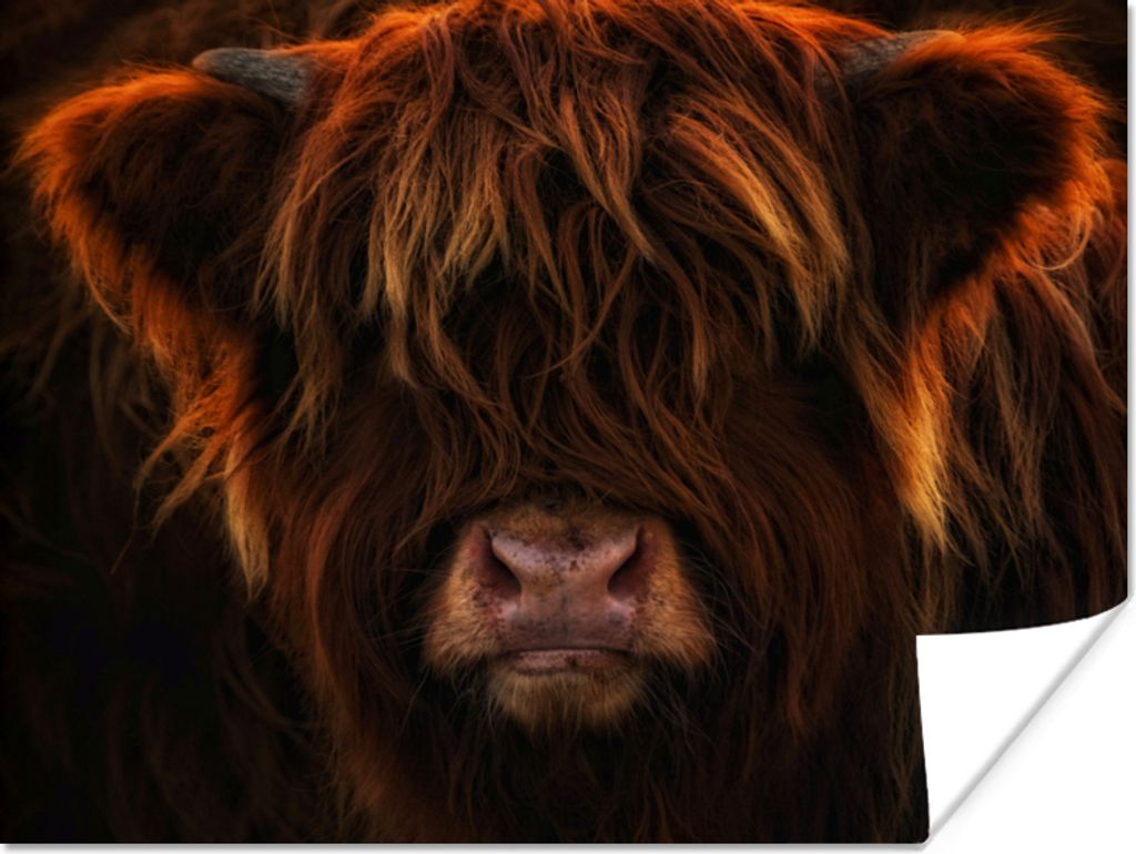 MuchoWow Poster Schottischer Highlander - Kuh - Schwarz - Porträt 160x120 cm - Foto Plakat