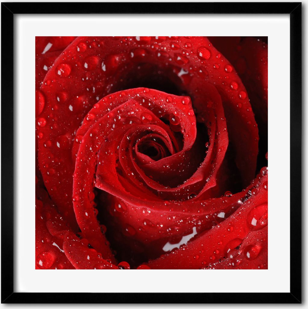 Bild - 50 cm x 50 cm - MDF - Rahmen, Wandkunst - Tropfen auf eine Rose