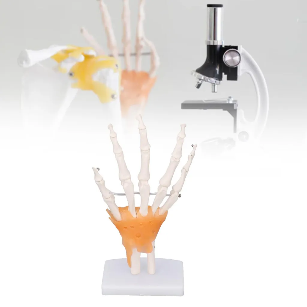 Main en PVC avec articulations mobiles - Taille réelle sur support - 11
