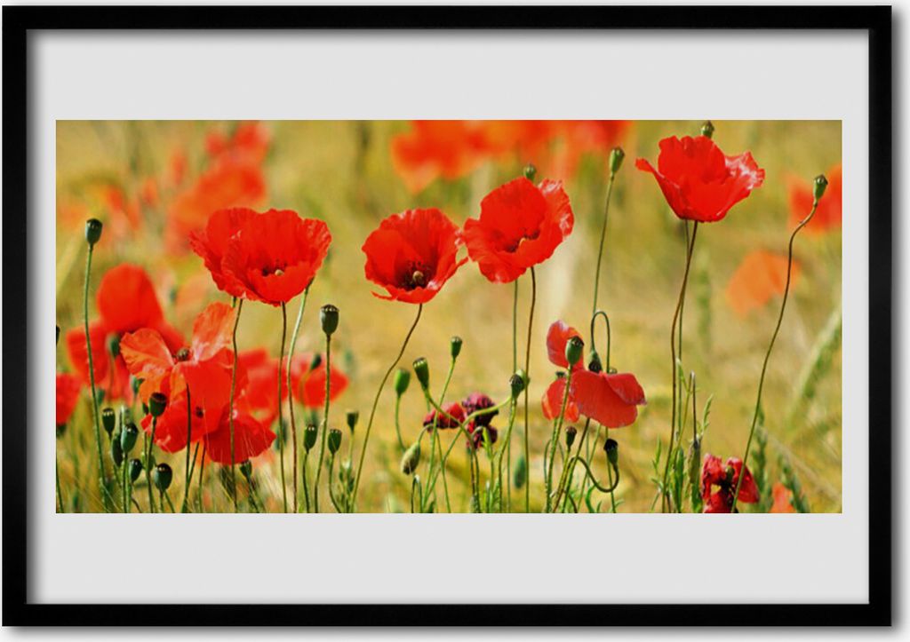 Bild 70x50 MDF-Rahmen Wandkunst Die Pflanze Mohn Natur