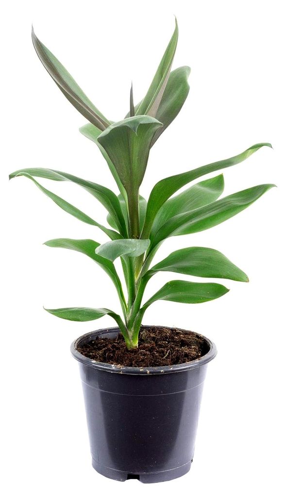 Keulenlilie - Zimmerpflanze, Cordyline 'Glauca' - Höhe ca. 40 cm, Topf-Ø 12 cm