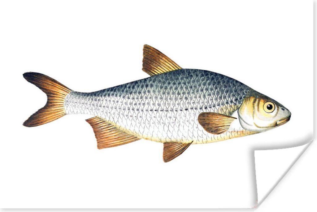 MuchoWow Poster Fisch - Karpfen - Silber 60x40 cm - Schlafzimmerdekoration