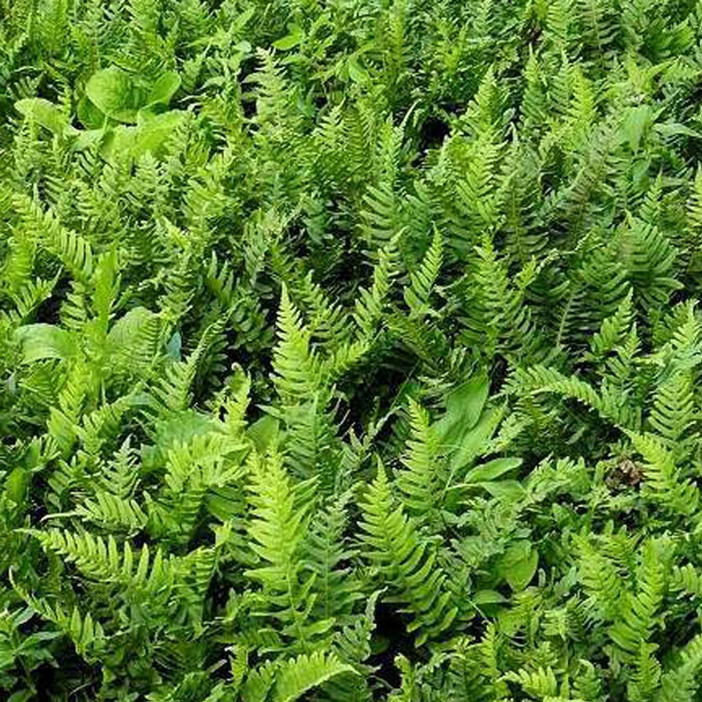6 x Tüpfelfarn - Polypodium vulgare | Topf 9cm x 9cm