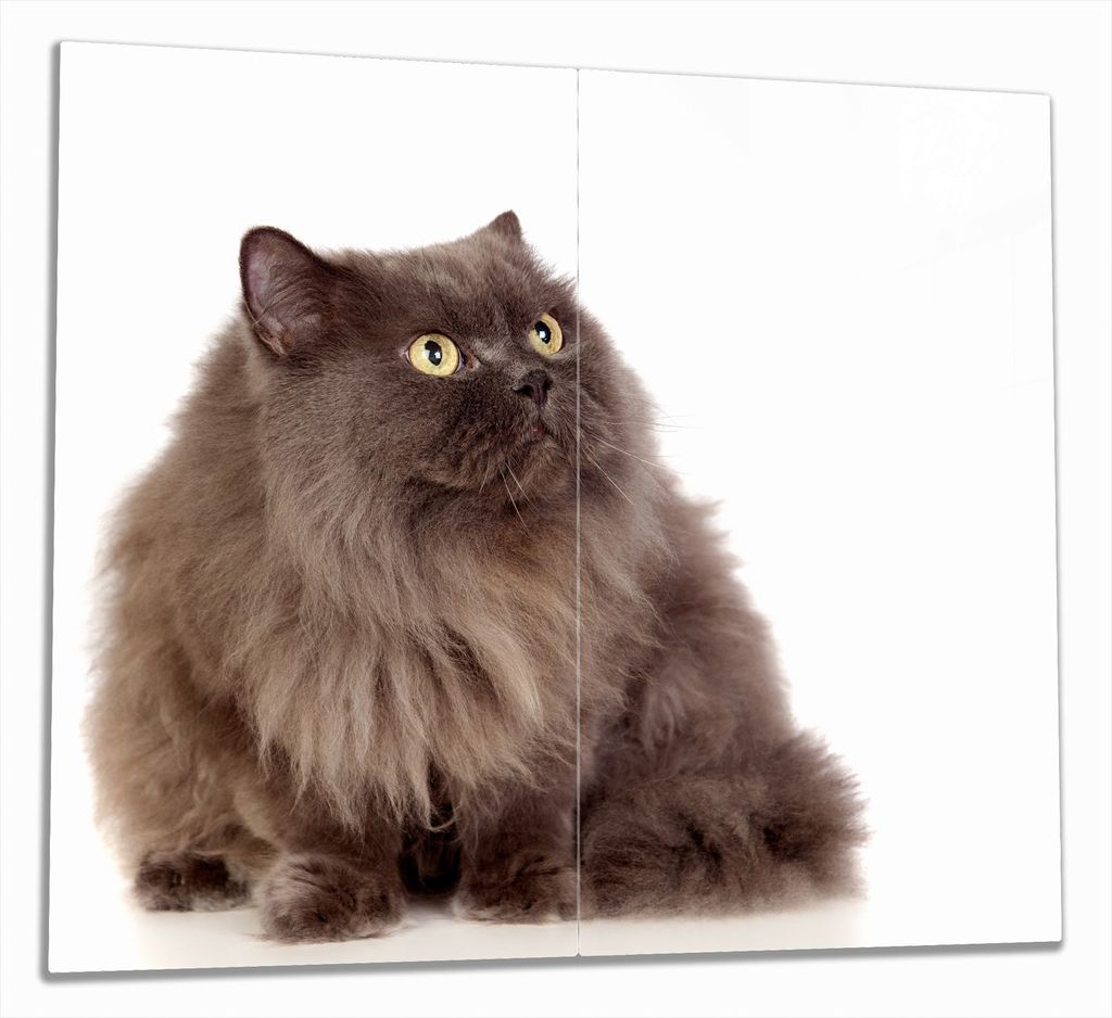 Wallario Herdabdeckplatte aus Glas, Größe 60 x 52 cm 2-teilig, Motiv Perserkatze vor weißem Hintergrund