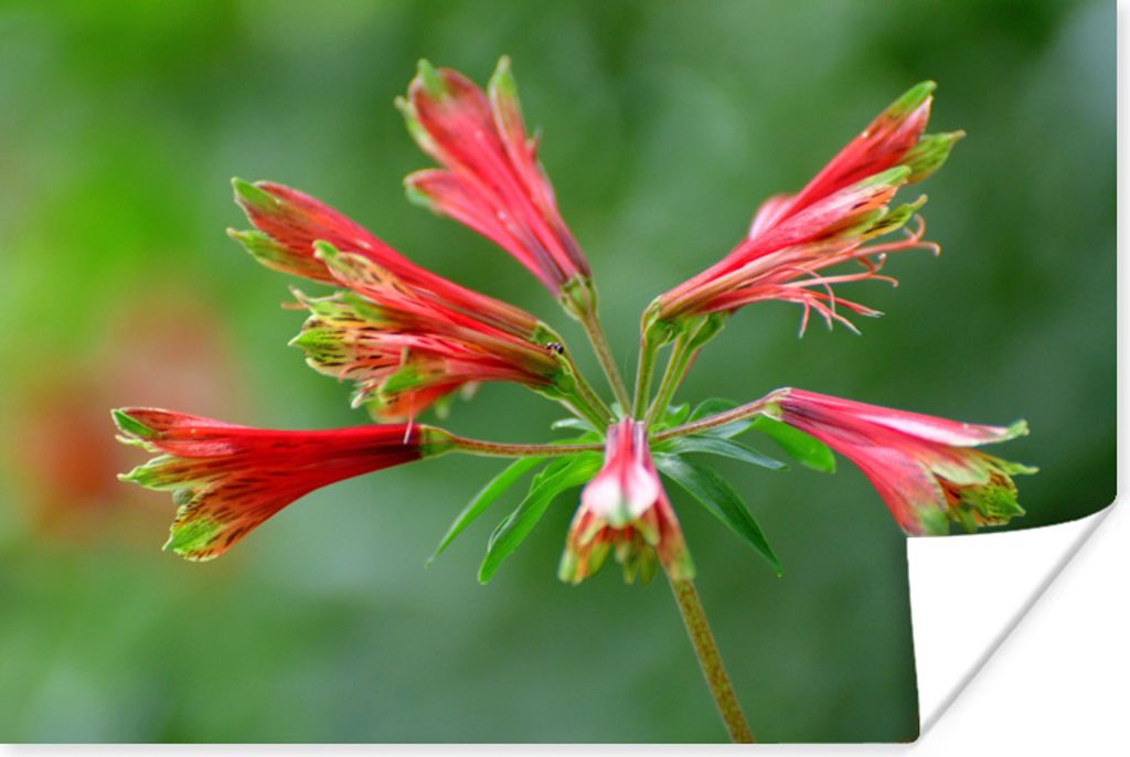 MuchoWow Poster Alstroemeria mit kleinen Blüten an der Spitze eines langen dünnen Stiels 30x20 cm - Plakate - Print