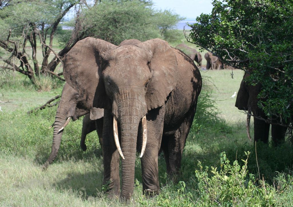 hansepuzzle 84997 - Elefant Puzzle, 260 Teile, Tierwelt, 41,0 x 28,0cm mit hochwertiger Aufbewahrung, Kartonbox und wiederverschließbarem Beutel