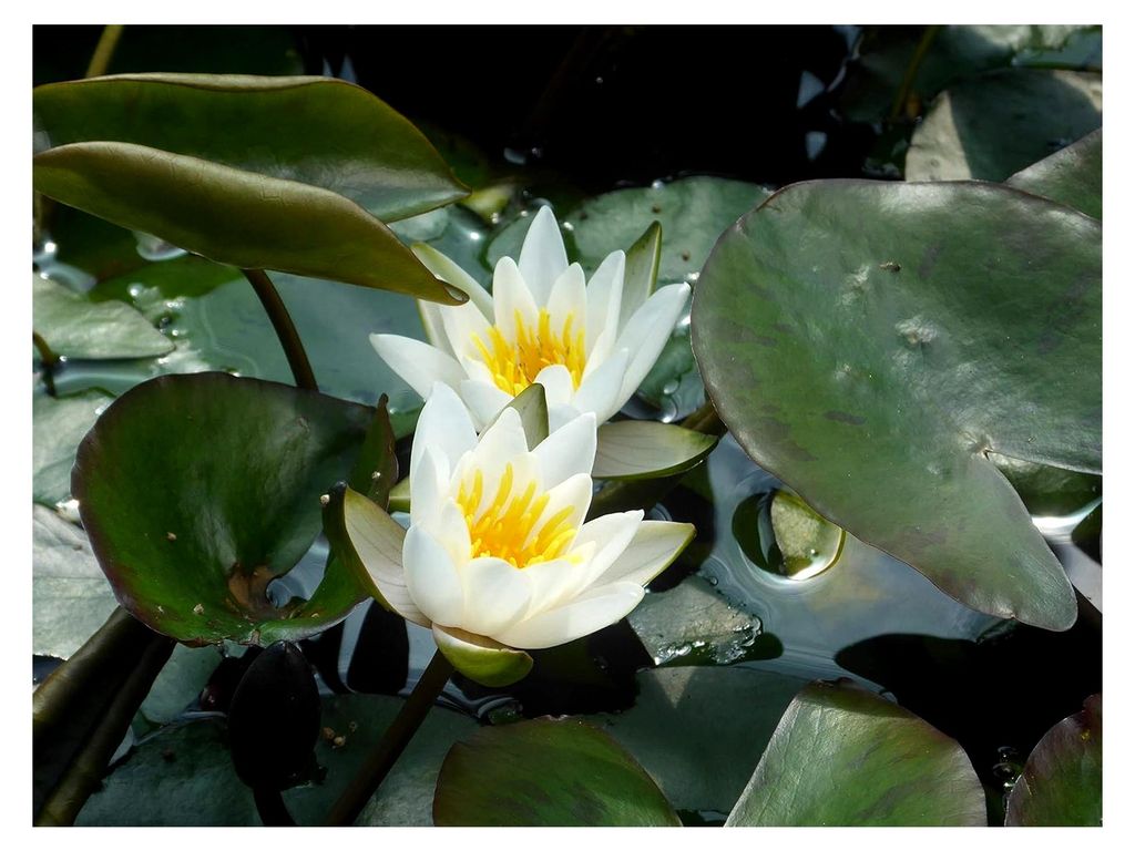 Zwergseerose im Pflanzkorb - Nymphaea 'Walter Pagels', weiß - Für Kübel und kleinere Teiche, winterharte Teichpflanze