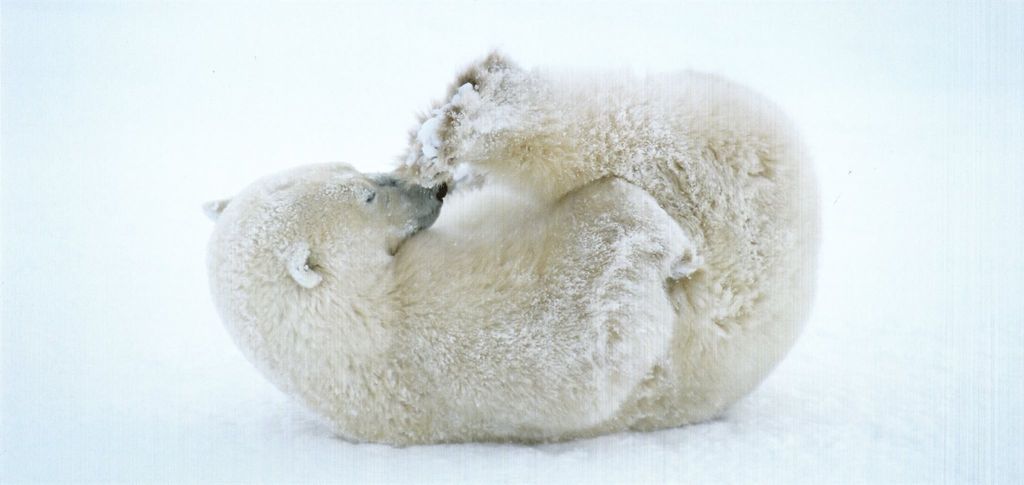 GEO-Postkarte XXL "Junger Eisbär"