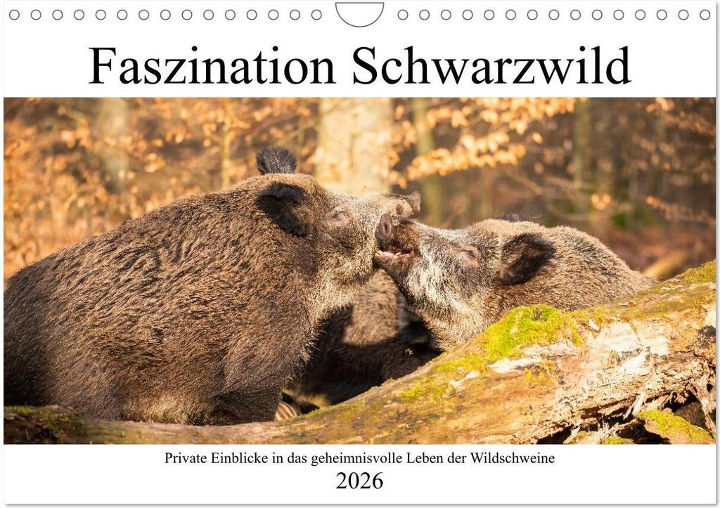 Faszination Schwarzwild (Wandkalender 2026 DIN A4 quer), CALVENDO Monatskalender