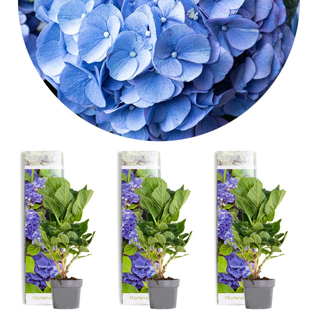 3x Hydrangea macrophylla \'Early Blue\' Kaufland.de