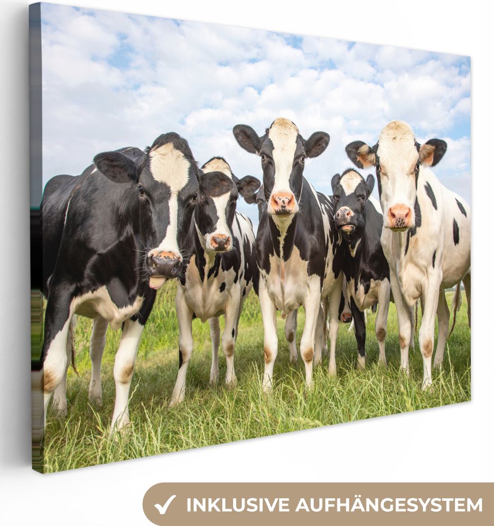 MuchoWow® - Leinwandbilder - Kühe - Weide - Tiere - Natur - Produktbild 