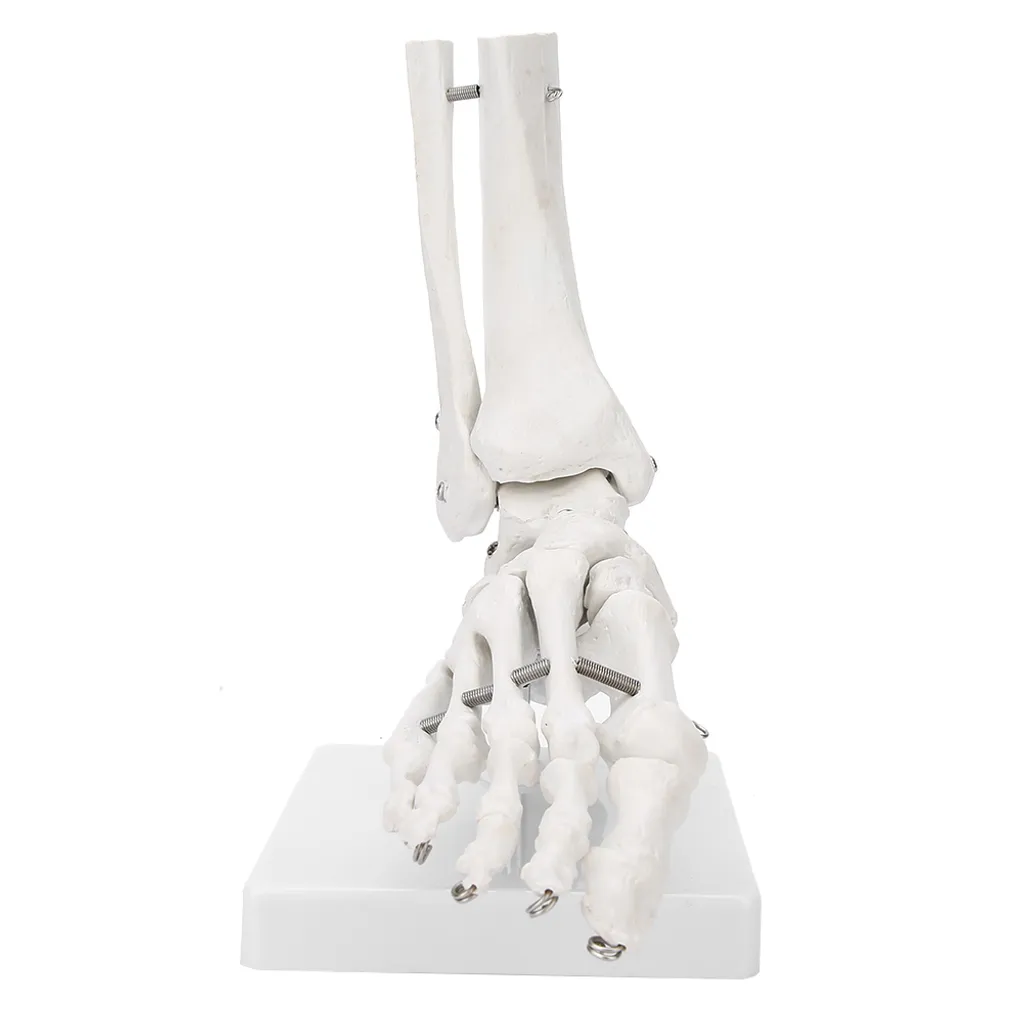Modèle d'apprentissage du pied pour cabinets médicaux et étudiants
