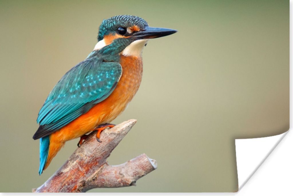 MuchoWow Poster Vogel - Eisvogel - Zweig 180x120 cm - Fotoplakat