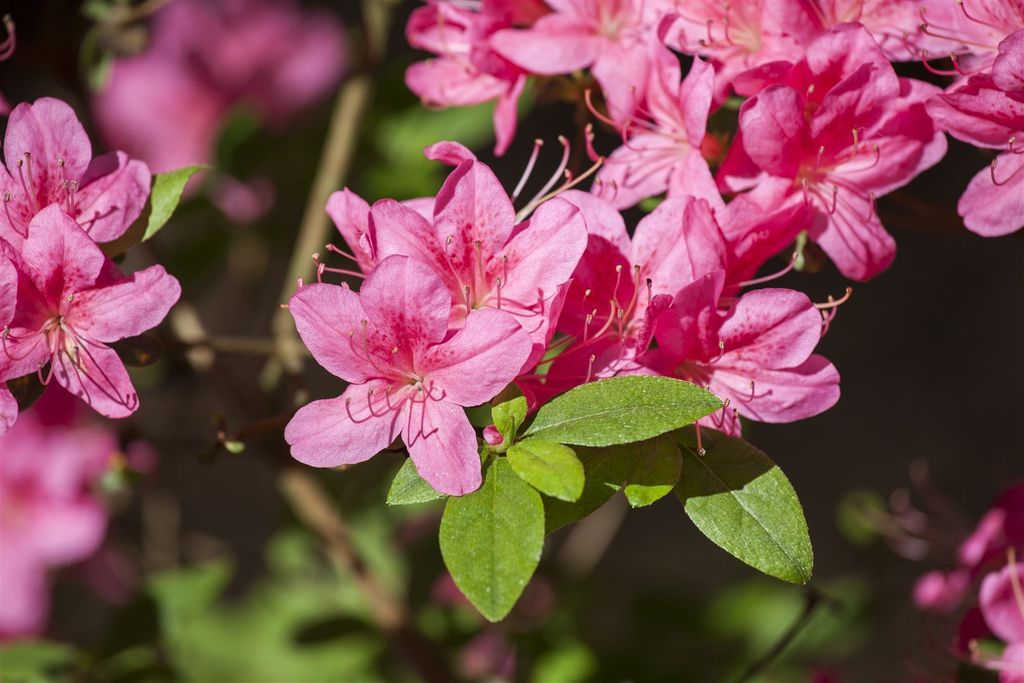 Rhododendron obt. 'Madame Albert v. Hecke', rosa Blüten, 20–25 cm