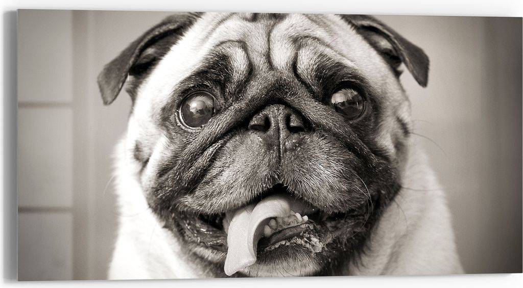 DEQORI Glasbild Echtglas 60x30 cm 'Verspielte Augenblicke' Wandbild Bild modern Deko