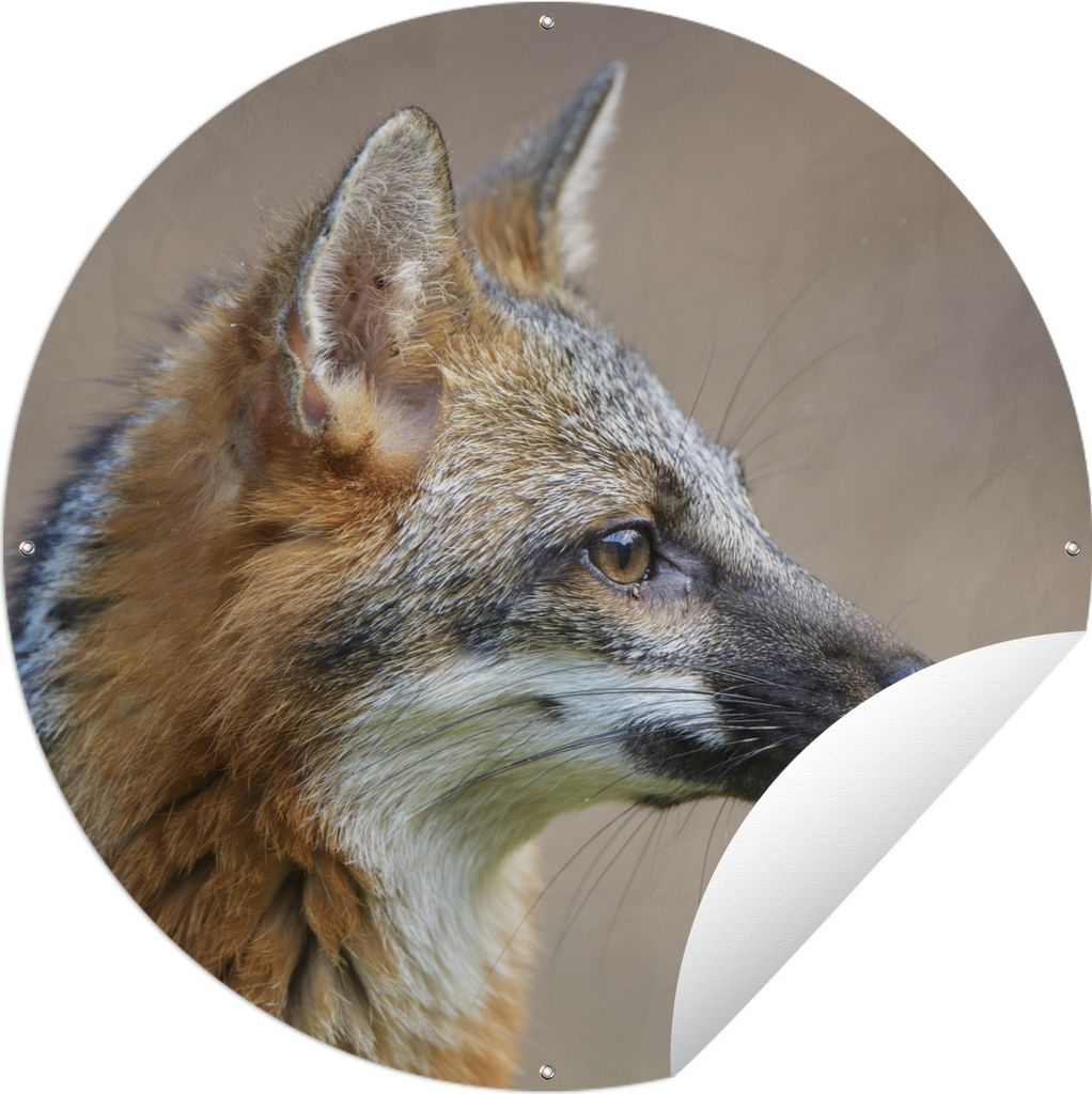 MuchoWow Gartenposter Outdoor-Poster Rund Fuchs - Makro - Braun Ø 150 cm Gartendeko Rundes Poster draußen
