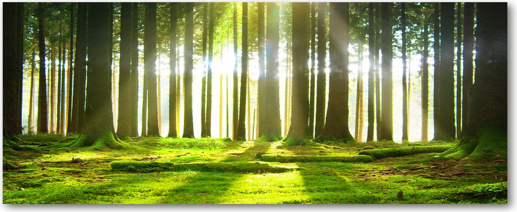 Tulup Küchenrückwand Spritzschutz aus Glas -125x50 -Spritzschutz auf gehärtetes Glas Deko Landschaften Wald in der Sonne