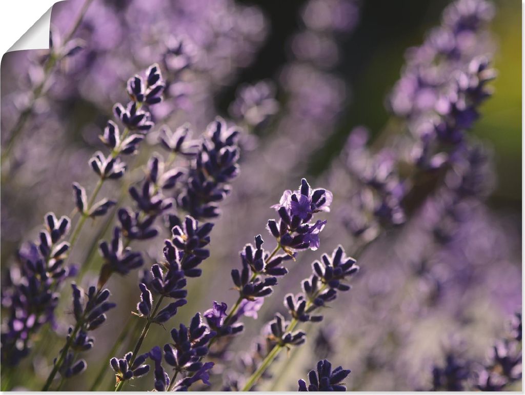 ARTland Poster Lavendel Nahaufnahme Größe: 80x60 cm