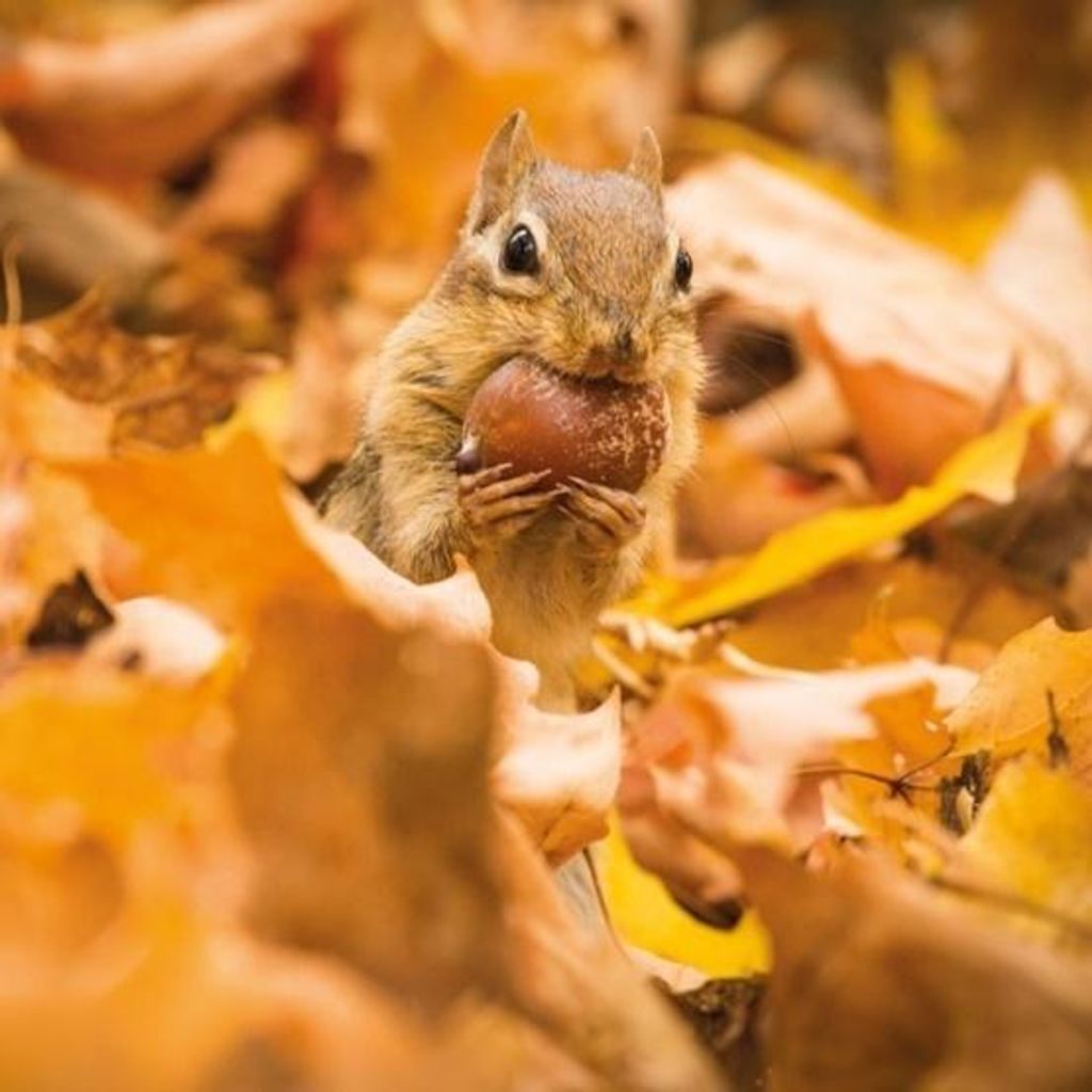 Square Chipmunk greeting card with acorn