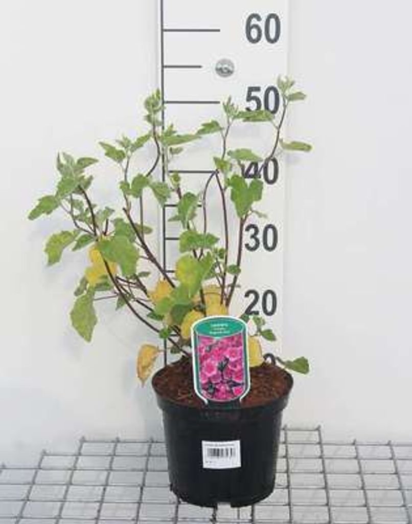 Lavatera hybr. 'Burgundy Wine' - Buschmalve 25- 30 cm - Container