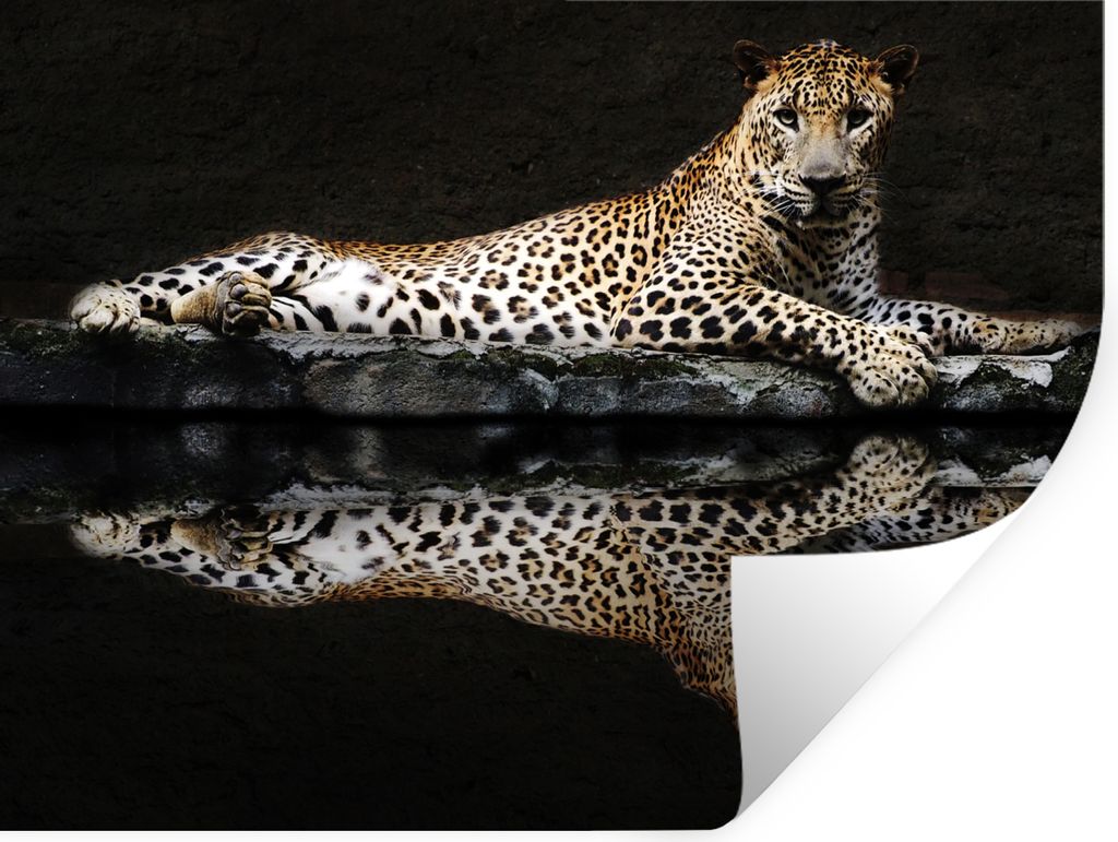 MuchoWow Wandtattoo Wandsticker Wandaufkleber Leopard - Wasser - Wald 80x60 cm Selbstklebend und Repositionierbar - Faltenfrei