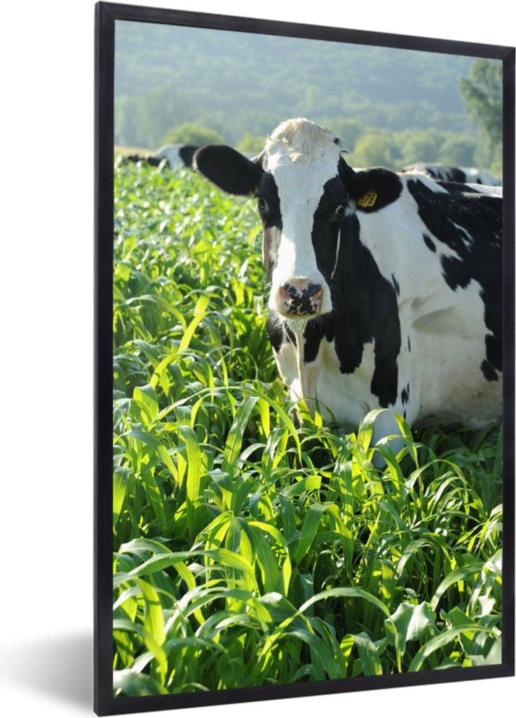 MuchoWow Gerahmtes Poster Kuh - Gras - Berg - Tiere 60x90 cm - Poster mit Schwarzem Bilderrahmen Wandposter Rahmen Foto Bilder - Kunst