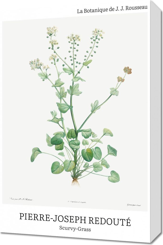 Bild 40x60cm Design Scurvy-Grass, Redoute Vintage für das Wohnzimmer