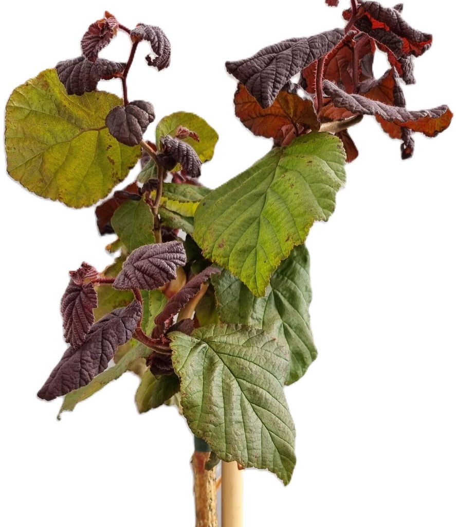 Korkenzieherhasel Corylus avellana " Red Majestic " 60 - 80 cm