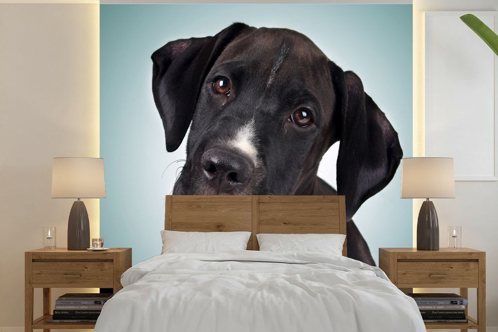 MuchoWow Fototapete für Wohnzimmer oder Schlafzimmer Wandtapete Vinyl Motivtapete Süßer schwarzer und weißer Hund - 240x240 cm - Schlafzimmer...