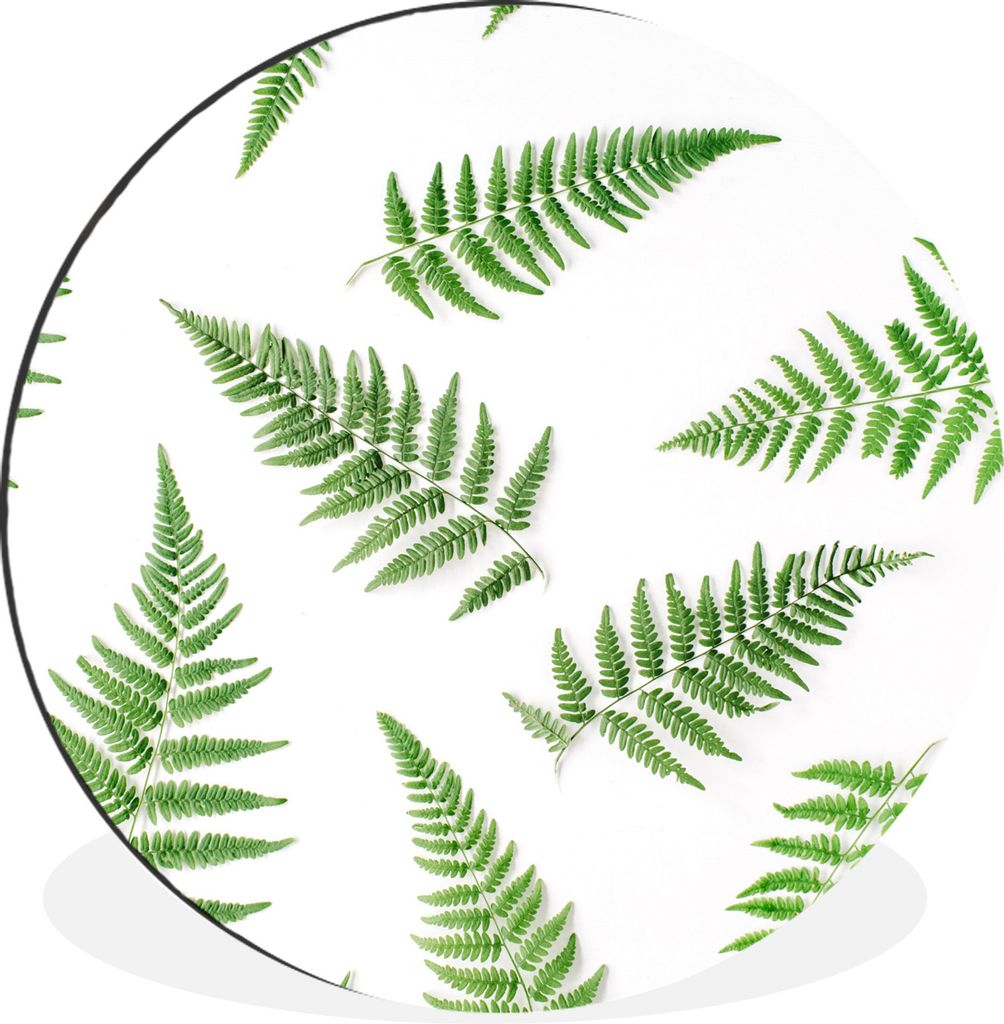 MuchoWow Aluminium Wandkreis Grün - Tropisch - Farn Ø 60 cm Wanddeko Modern Wohnzimmer - Wand Kreis - Wandbild - Schlafzimmer - Aluminium Bild ...