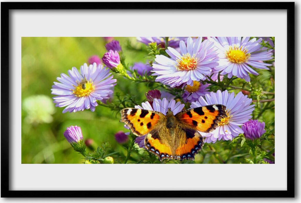 Bild 60x40 MDF-Rahmen Wandkunst Pflanze blüht Schmetterling Natur