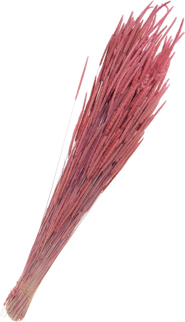 Othmar Decorations Trockenblumen Phleum Pratensis 55 cm 100 g Deko Pampasgras Rosa