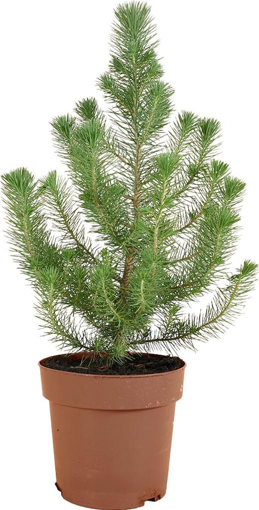 1x Pinus Pinea Silver Crest P17 H50 Produktbild 