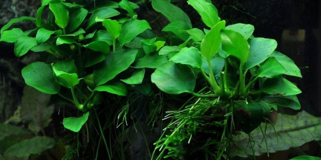 Aquariumpflanze Anubias nana 'Bonsai' AquaOne Nr.301H Wasserpflanzen Aquarium