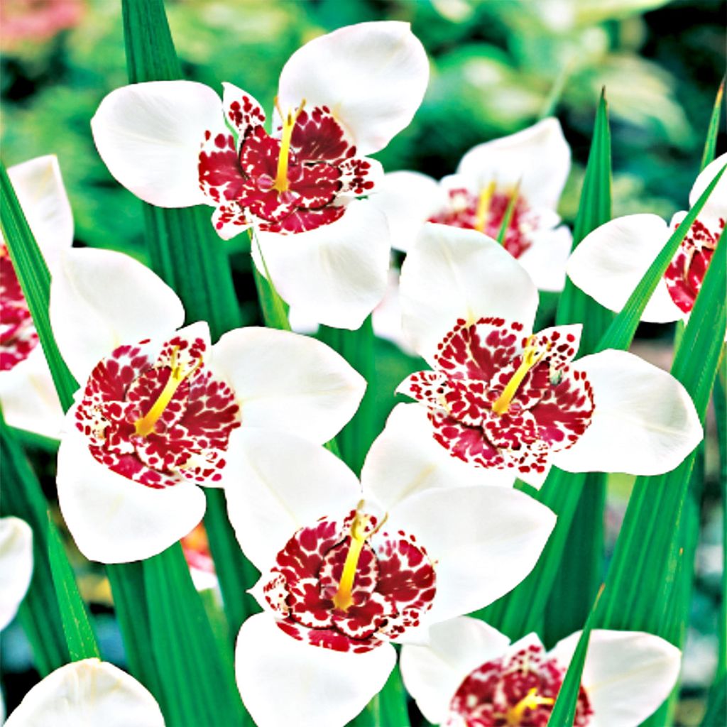 Tigrida Tigridia Pavia Alba 10 bulbi di fiori di tigridia Immagine del prodotto 