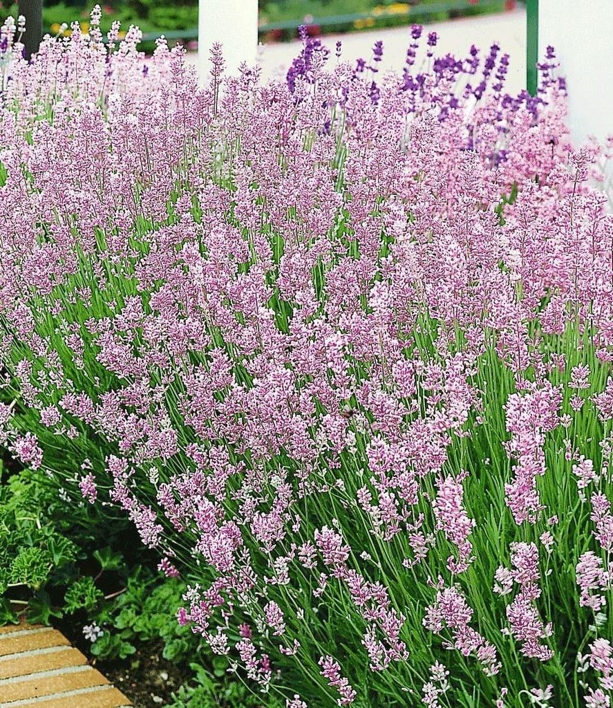 BALDUR Garten 6x Duft-Lavendel 'Rosa' echter Lavendel, Pflanzen im 9x9 cm-Topf, Lavandula angustifolia, winterharte Staude, trockenresistent, mehrj...