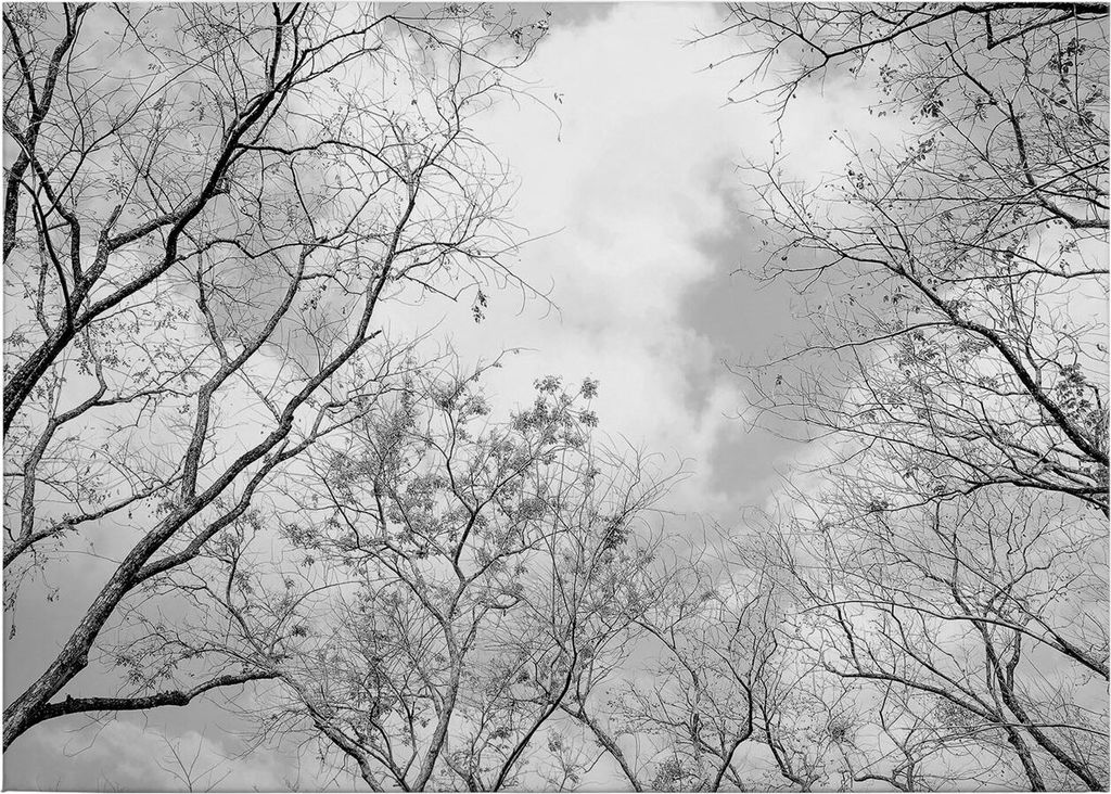 Leinwandbild Bäume Blätter 50 x 70 cm - Wandbild Weiß Schwarz - Keilrahmen Laubwald Wohnzimmerdeko Wanddeko Wandgemälde