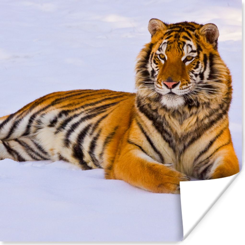 MuchoWow Poster Tiger - Schnee - Winter - Tiere 30x30 cm - Wandposter - Printing