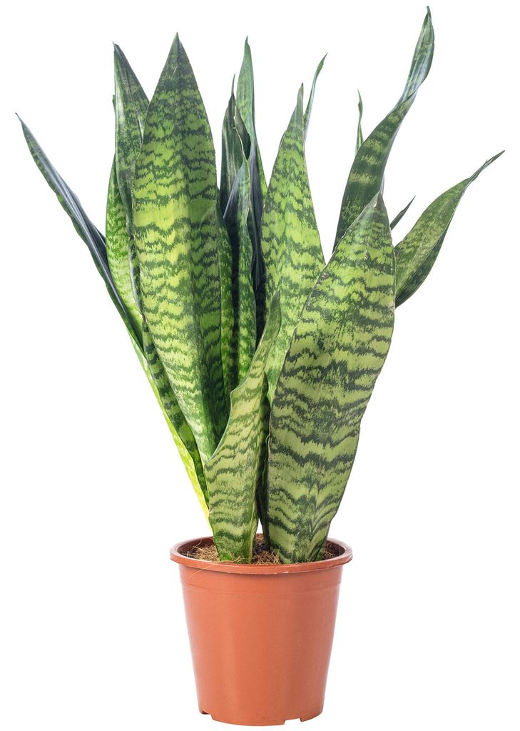 Bogenhanf - pflegeleichte Zimmerpflanze, Sansevieria Produktbild 